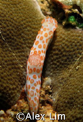 Chromodoris? by Alex Lim 